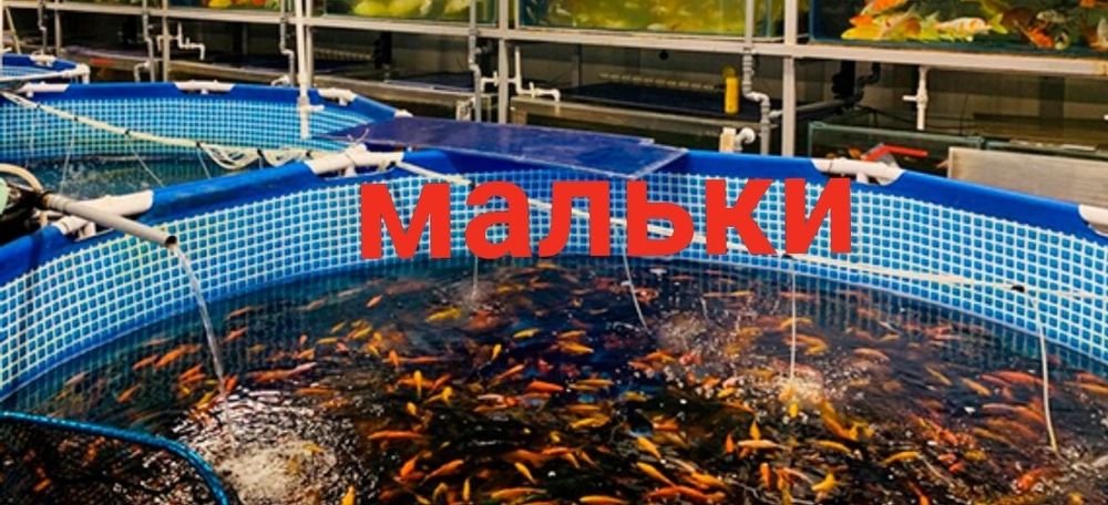 Карпы кои мальки