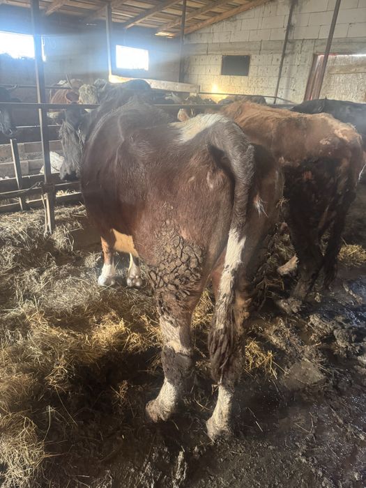 Vand trei vaci mai multe detali la telefon