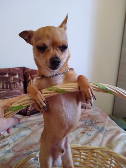 Вязка той терьера