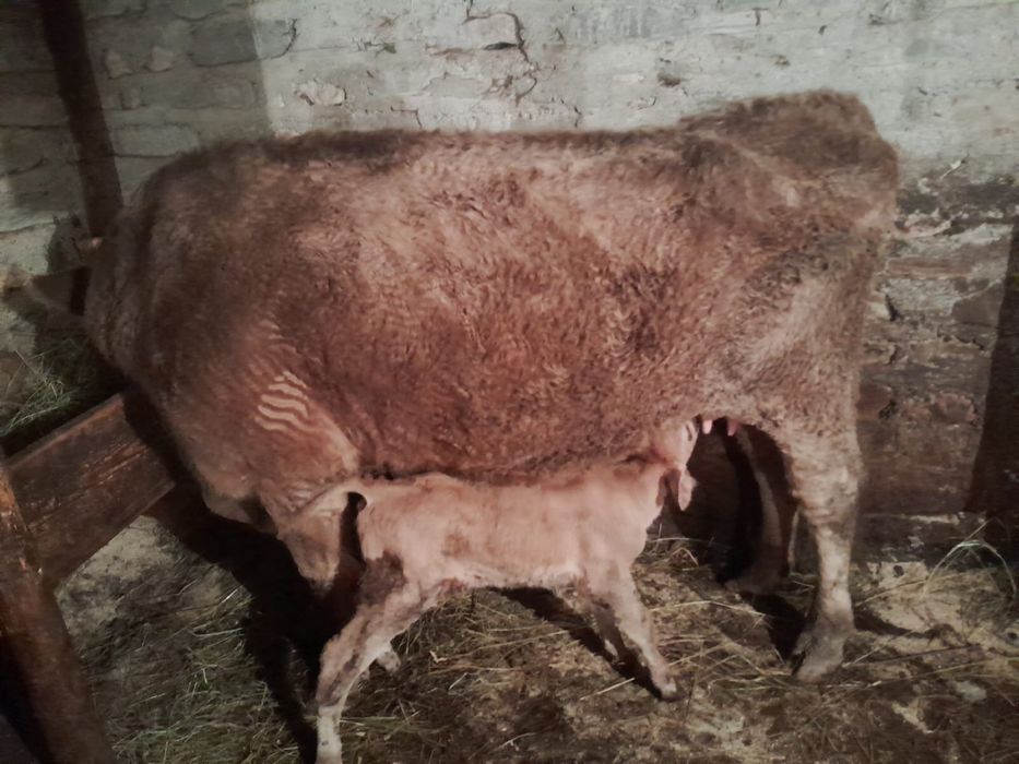 vand vaci crescute in gradina, unele au vitei dupa ele