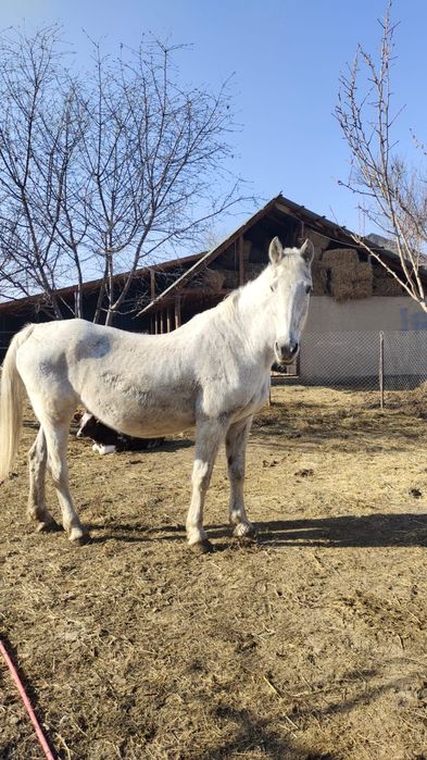 Орловский рысак,стельная