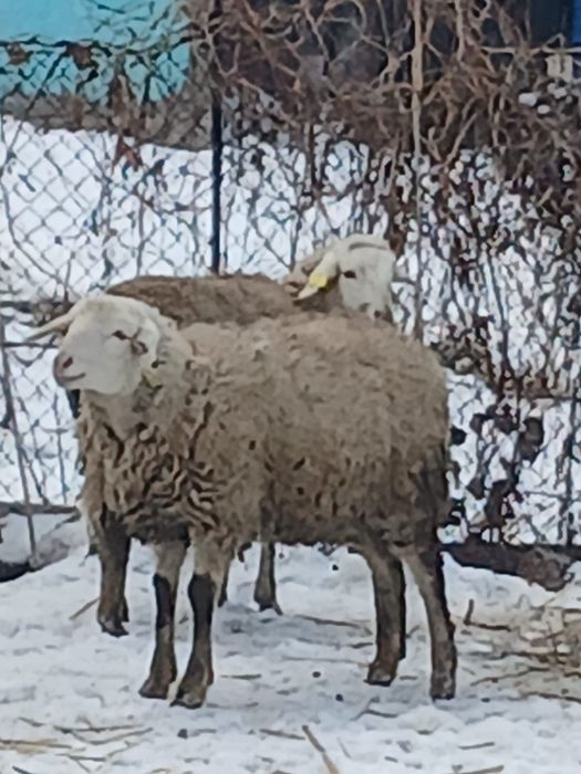 Қойлар сатылады продам