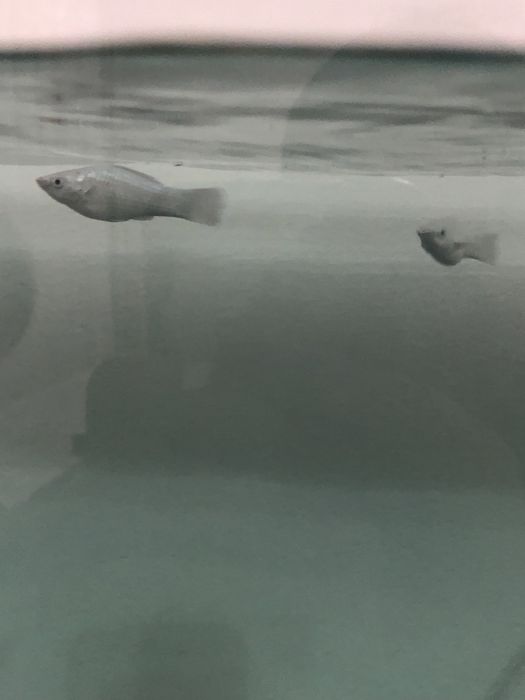 Моллинезия аквариумный рыбка