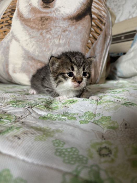 Продам шотландских вислоухий