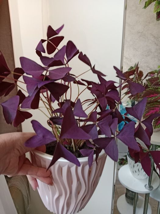 Продам  Кислицу.