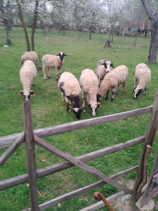 Vând 9 oi. 7 noatine o mioară și una batrana
