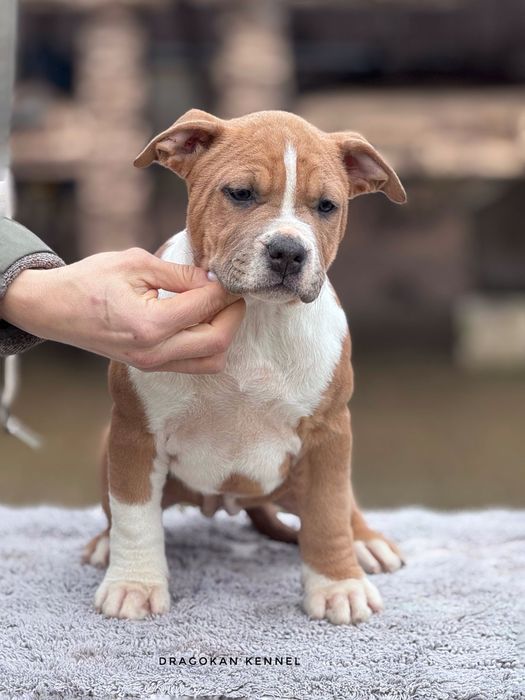 Pui amstaff rasa pură cu pedigree
