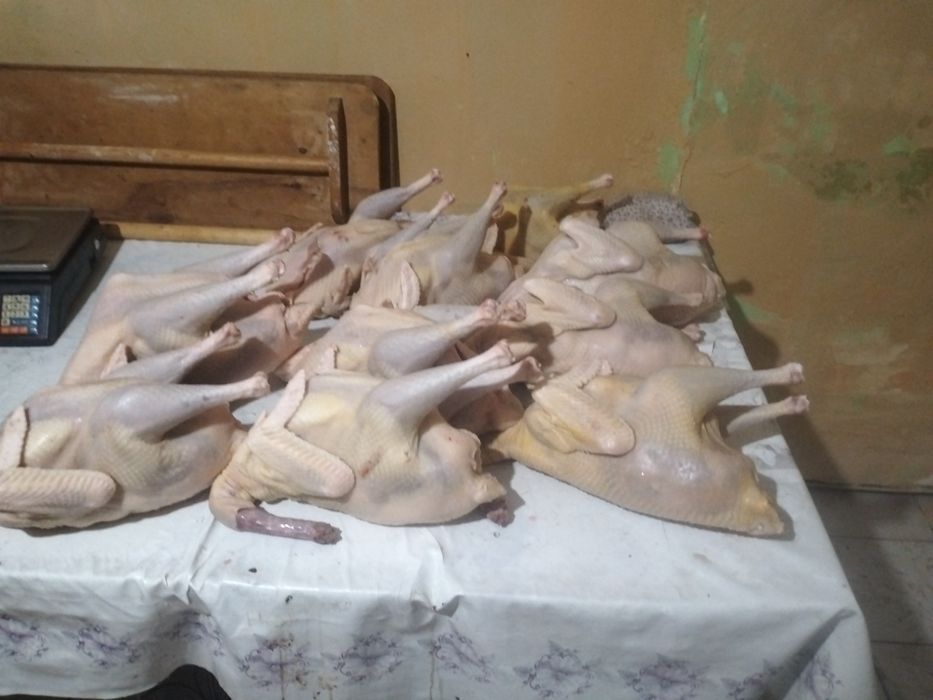 Курке индюки индейка