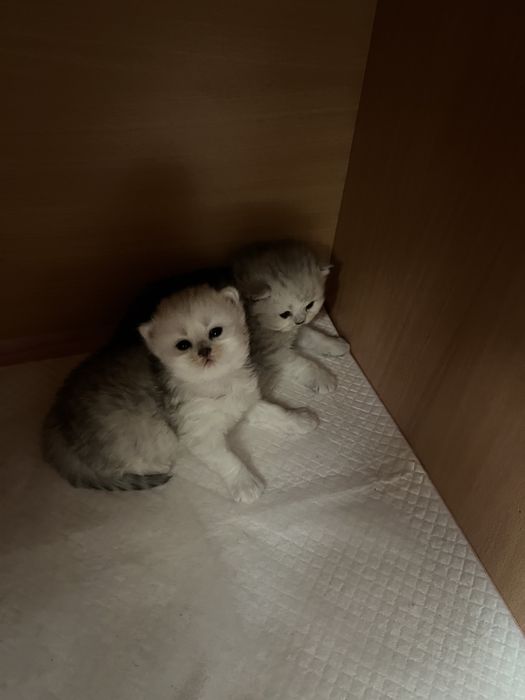 Baietel British cu pedigree WCF