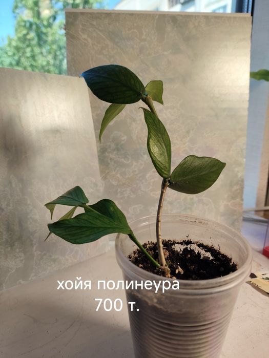 Комнатные, красивые цветы