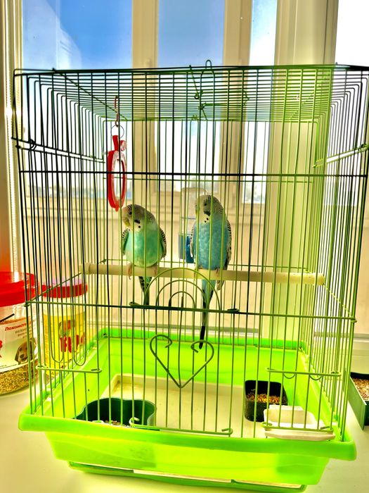 Продам попугаев