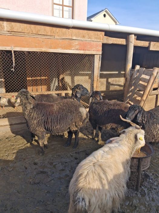 Гиссары тоқтылары