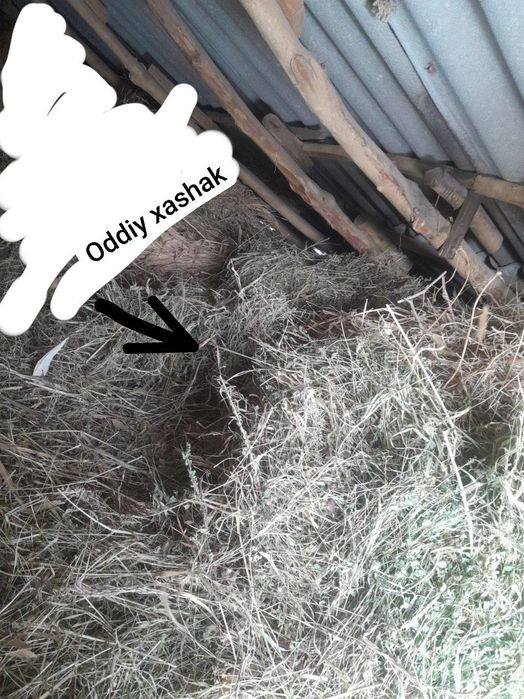 Beda 100 ta va yemishlar 40ta