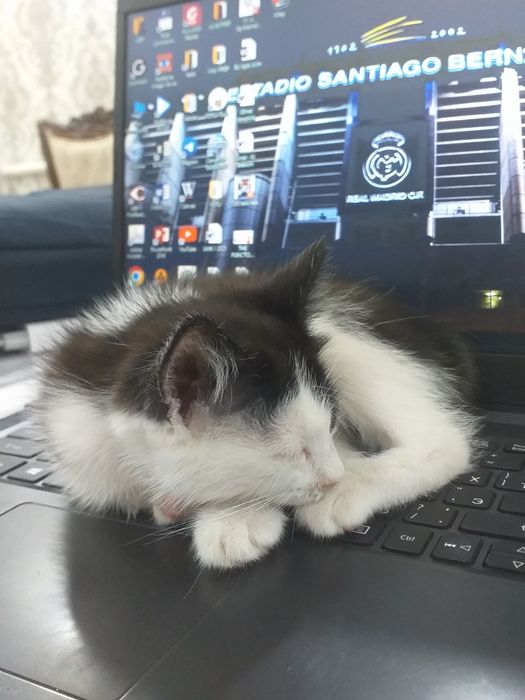 Котик (пышык) бесплатно