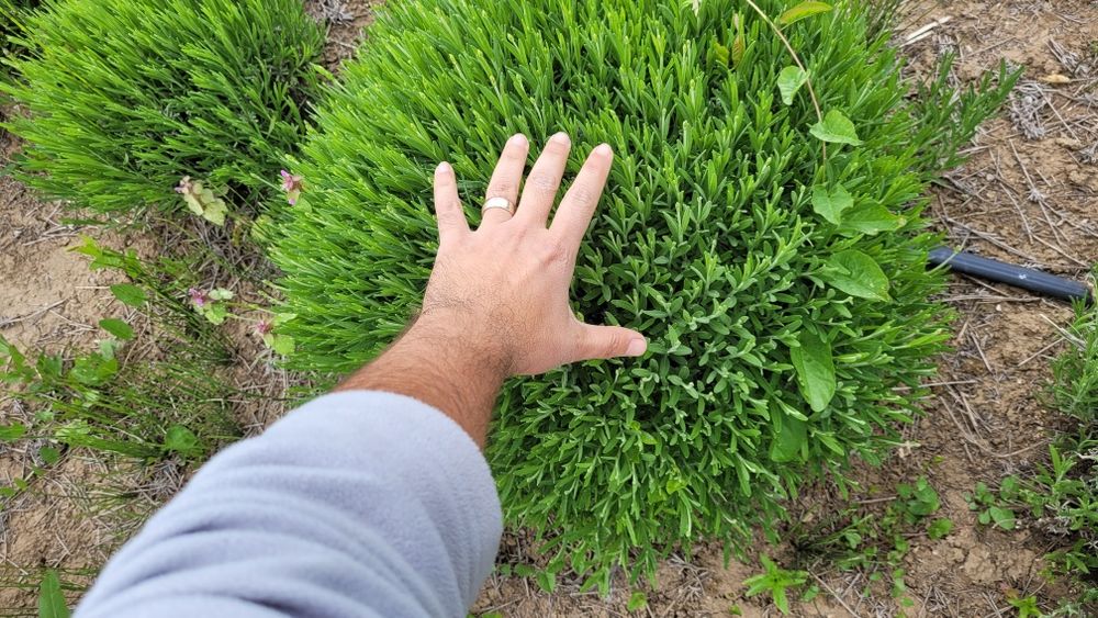 Tufe mari lavanda - poze reale - tufa lavanda