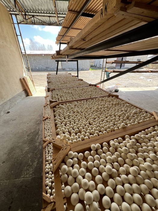 Qurt optom birinchi qul