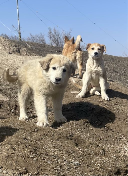 Отдам в добрые руки подросших щенков