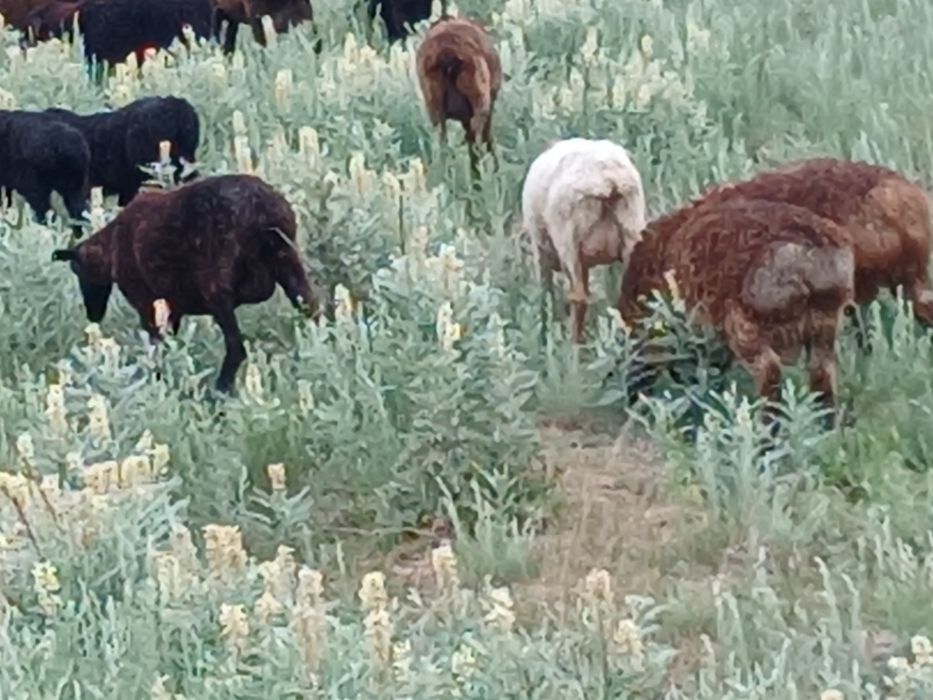 Продам баранов курдючных