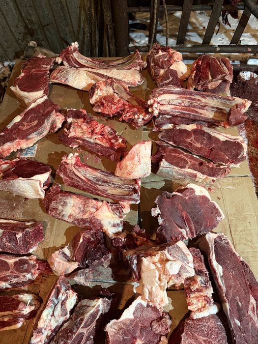 Продаем Соғым конина откормленные