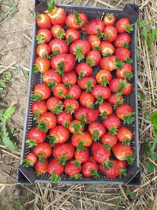 Разсад за ягоди 0.25€ целогодишни сезони и други само сега разполагаме