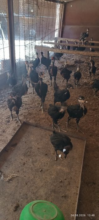 Кора шахзода жужалари бор