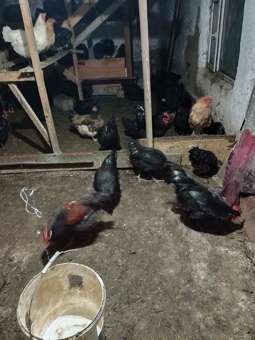 Продам  петухов австерлоп