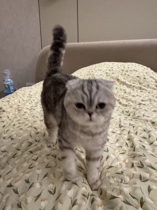 Шотландская веслоухая кошка