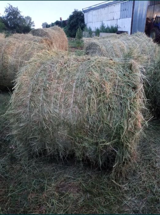 Продам свежее сено
