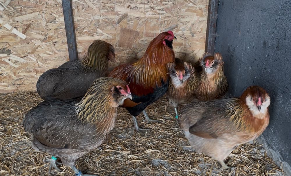 Oua Gaini Araucana -gat auriu ( oua verzi )