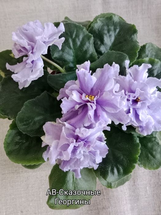 Фиалки сортовые цветущие