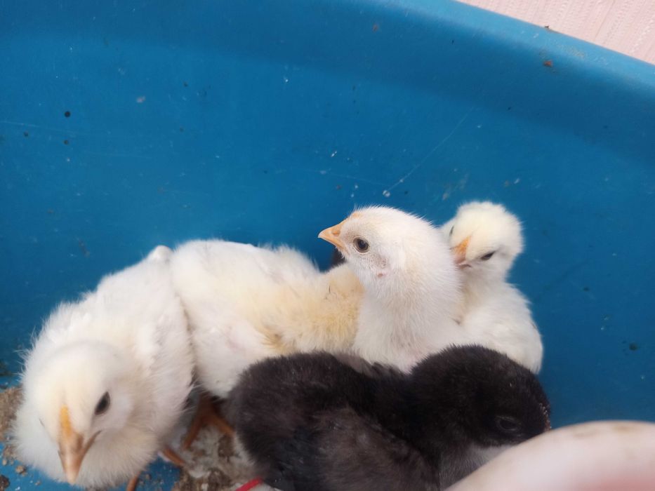 Цыплята 11дней, все курочки