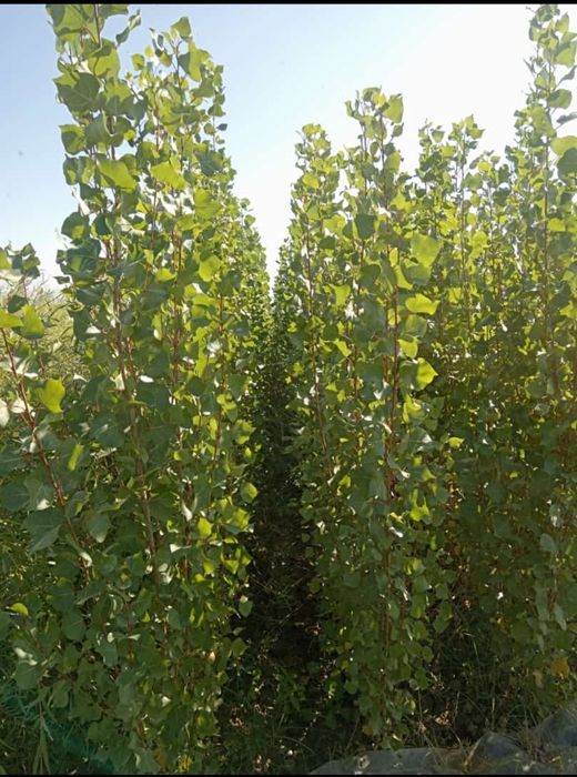 Саженцы все виды