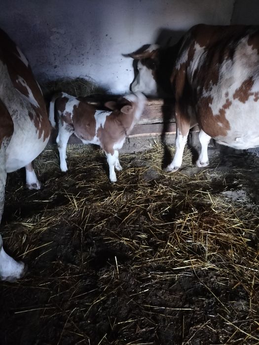 Vand vaca baltata romaneasca gestanta in 8 luni  buna de lapte   mai multe detalii la nr de Telefon 0726741336