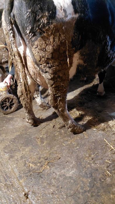 Vind vaci mai multe detalii în privat sau la telefon