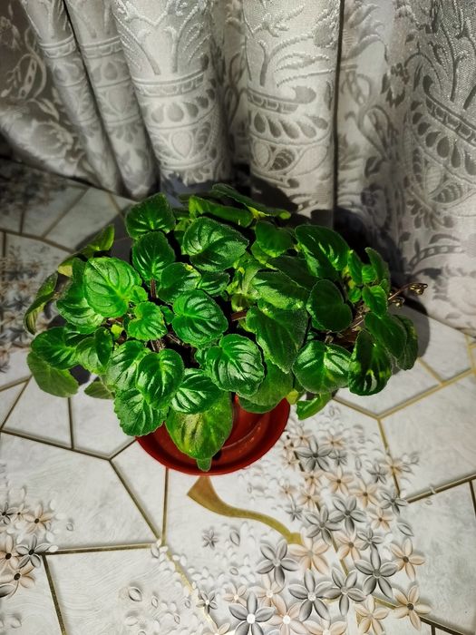 Фиалка Rob's Vanilla Trail