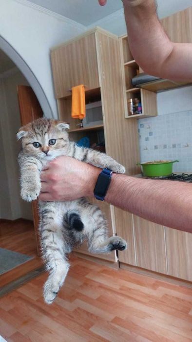 Вислоухие шотландцы