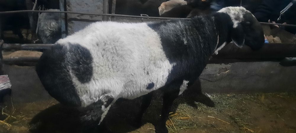 Qassob xizmati sogʻlom boqilgan qo'chqorlar bor,har xil klagram  so'