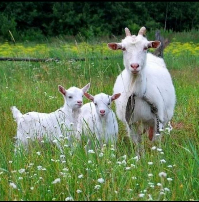 Козы молоко, ешкі сүті