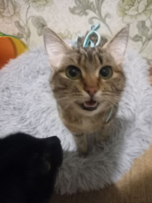 Отдам кошечку 7 месяцев.