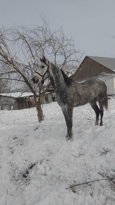 6 лет аигвр дорога