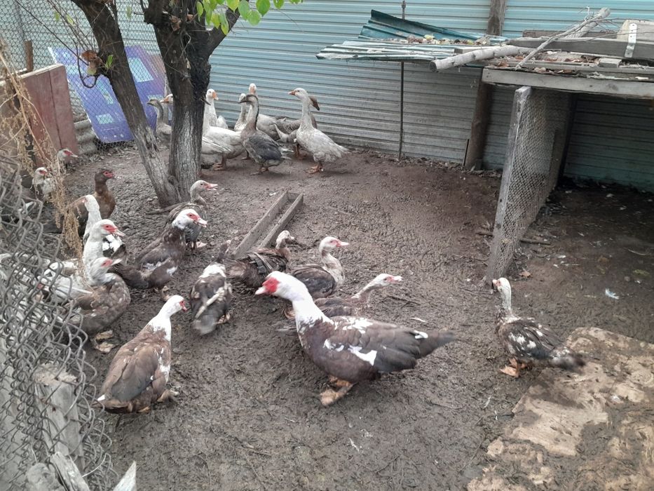 Продам курей гусей и уток