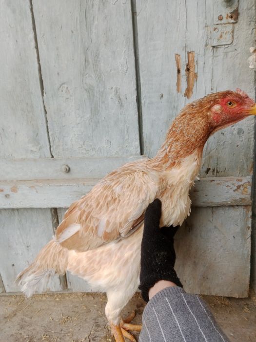 Курицадакан  хорошых кровей корпусник и грач