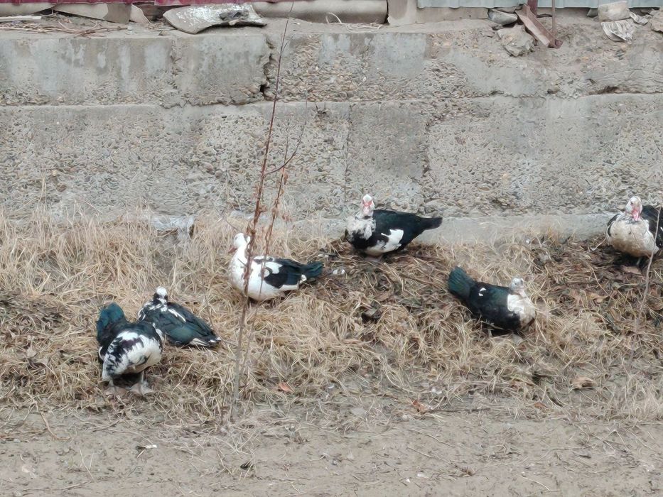 Инутка урдак сотилади