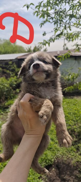Отдам даром щенков