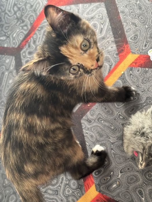 Отдам даром кошку