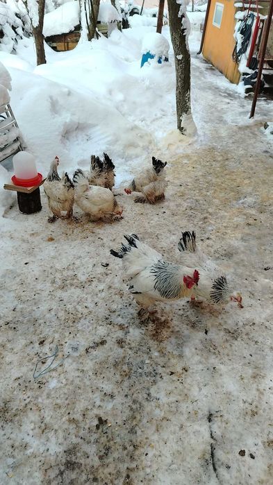 Găini Brahma lot complect