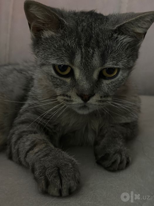 British shorthair mushuk