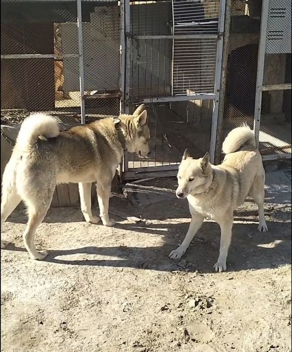 ЗСЛ лайка күшік сатылады