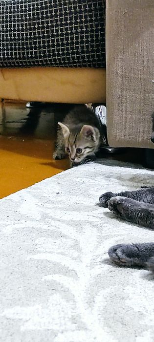 Отдам котят бесплатно