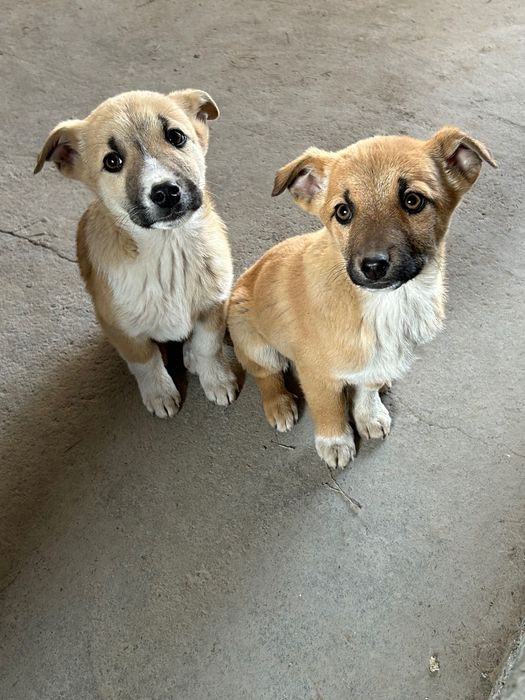 Маленькие собачки